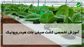 آموزش کاشت هیدروپونیک-سیستم هیدروپونیک-هرس کردن گیاه